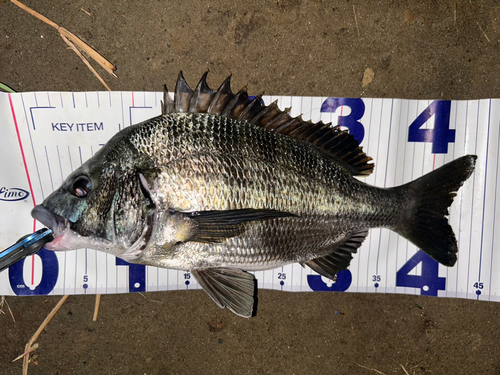 クロダイの釣果