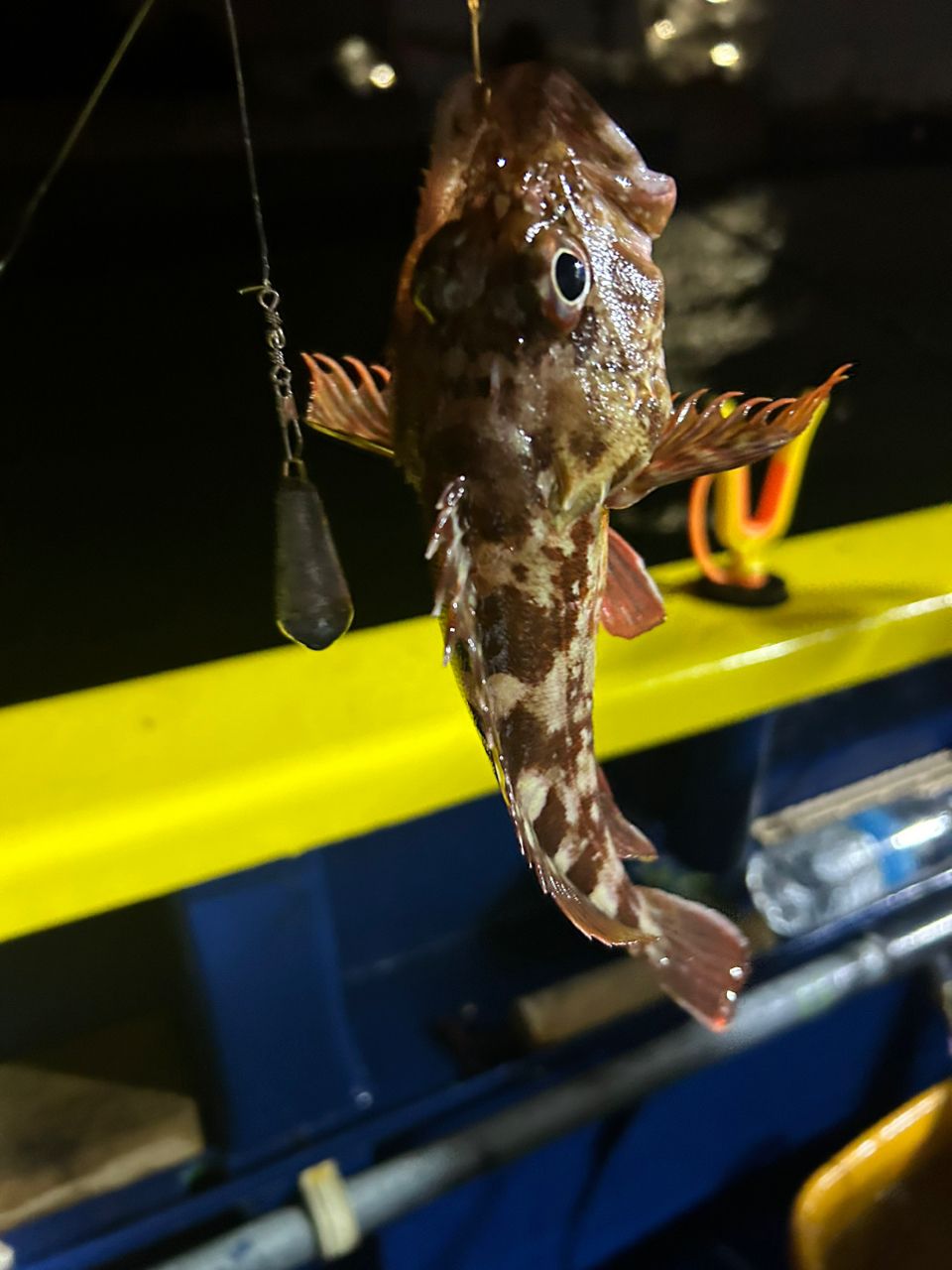 ユタさんさんの釣果 3枚目の画像