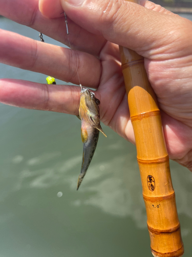 マハゼの釣果