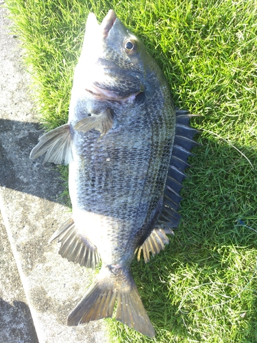 チヌの釣果