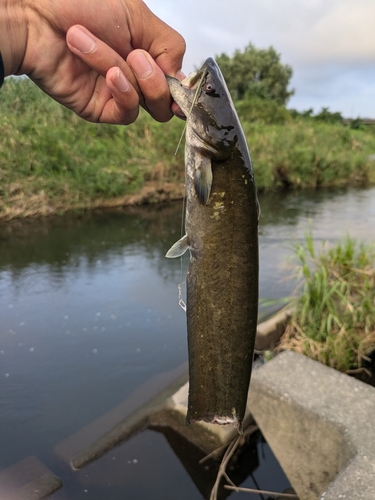 ナマズの釣果