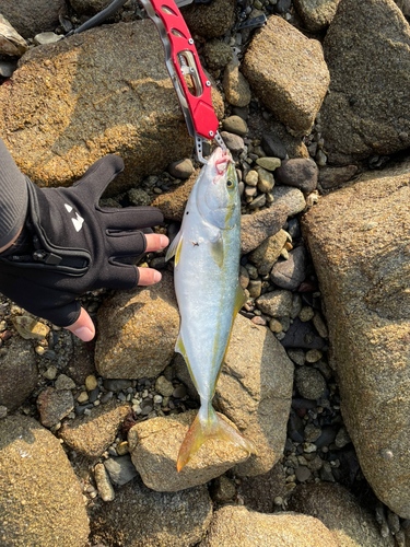 ヤズの釣果