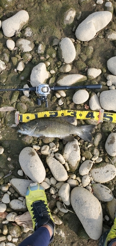 スモールマウスバスの釣果