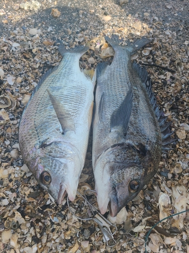 クロダイの釣果