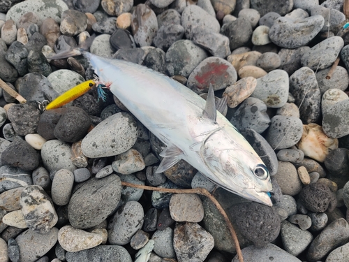 マルソウダの釣果