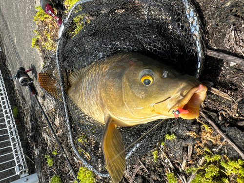 コイの釣果