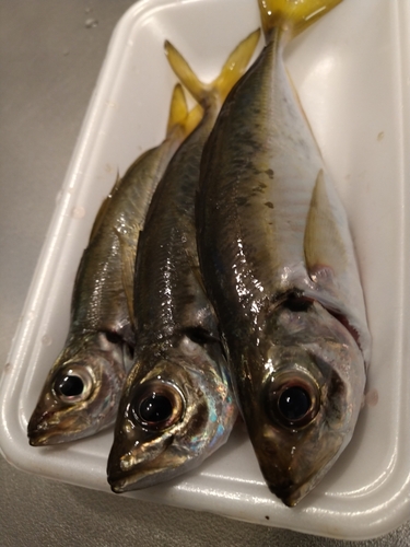 マアジの釣果