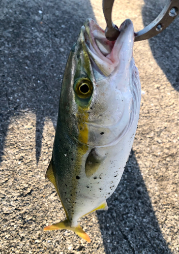 ツバスの釣果