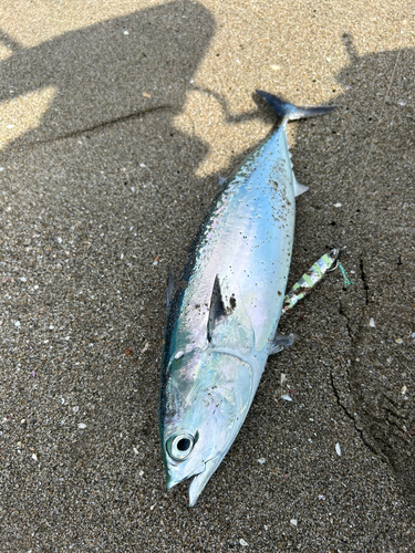 ソウダガツオの釣果