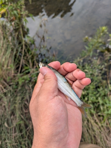 ウグイの釣果