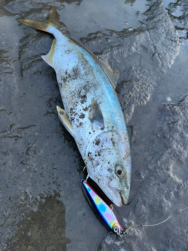 ワカシの釣果