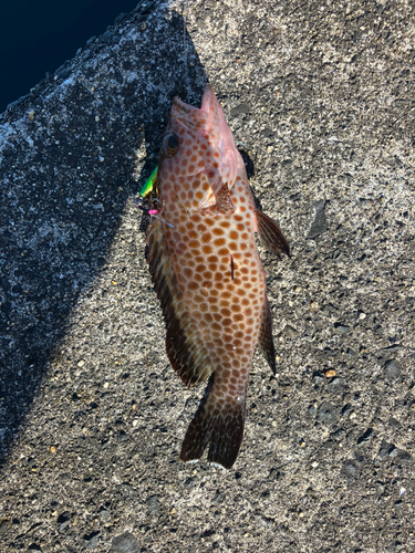 オオモンハタの釣果