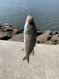 セイゴ（ヒラスズキ）の釣果