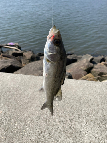 セイゴ（ヒラスズキ）の釣果