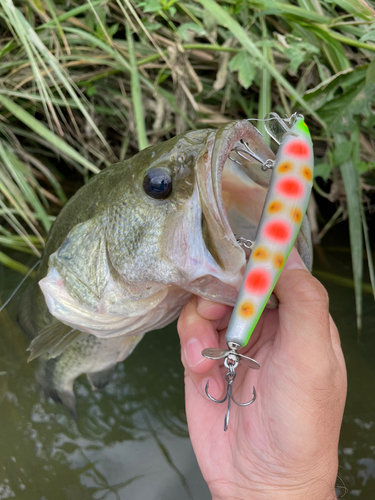 ブラックバスの釣果