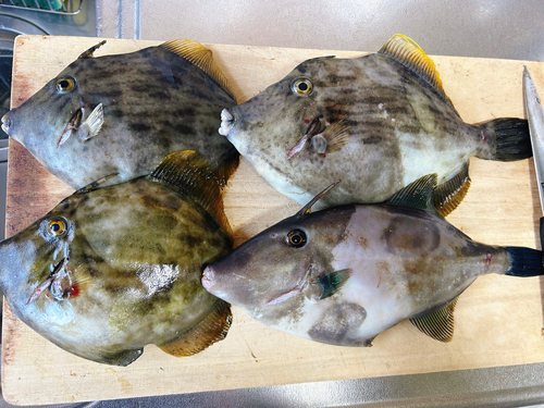 カワハギの釣果