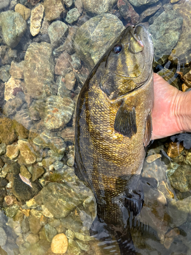 スモールマウスバスの釣果