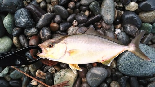 ショゴの釣果