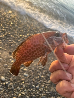 オオモンハタの釣果