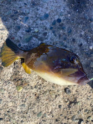 ハコフグの釣果