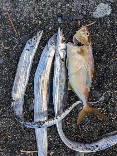 ショゴの釣果