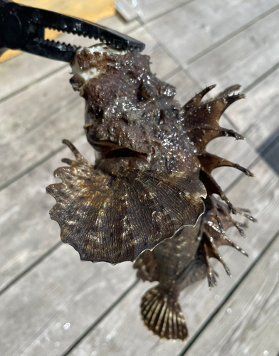 オニオコゼの釣果