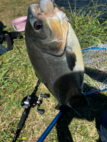 コロソマの釣果