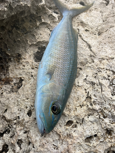 アオチビキの釣果