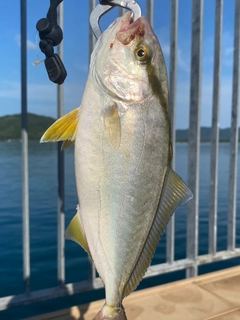 シオの釣果