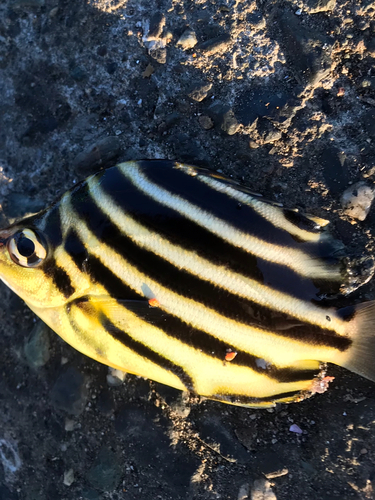 カゴカキダイの釣果