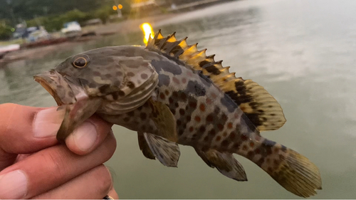 チャイロマルハタの釣果