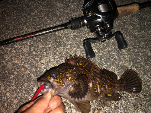 オウゴンムラソイの釣果