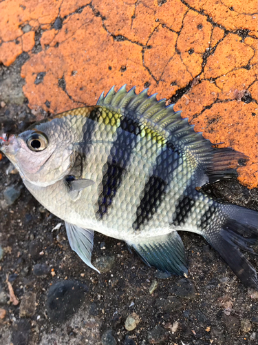 オヤビッチャの釣果