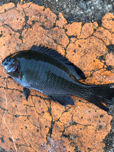 メジナの釣果