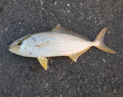 ショゴの釣果