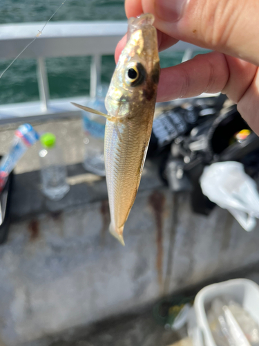 キスの釣果