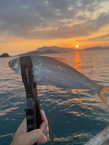 コノシロの釣果