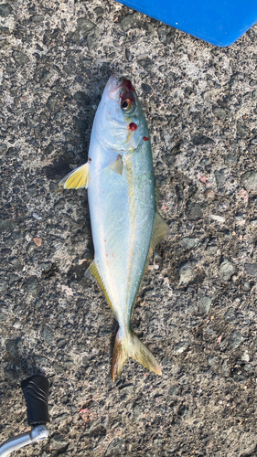 ツバスの釣果