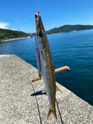 カマスの釣果