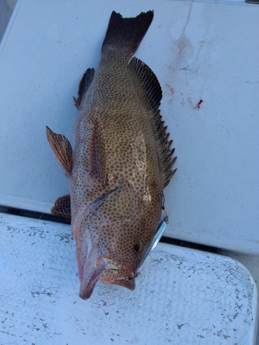 オオモンハタの釣果