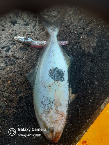 ショゴの釣果