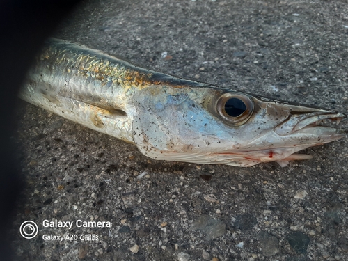 カマスの釣果