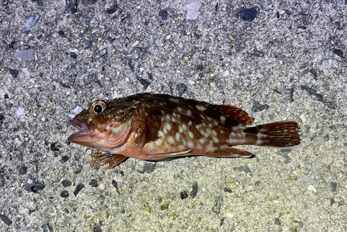 カサゴの釣果