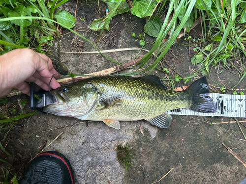 ブラックバスの釣果