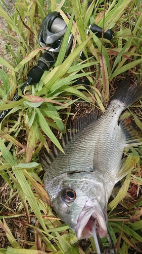 キビレの釣果