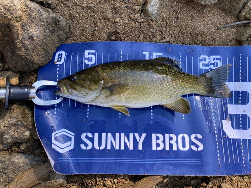 スモールマウスバスの釣果