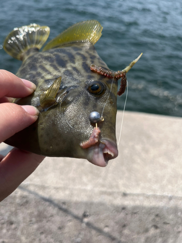 カワハギの釣果