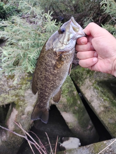 スモールマウスバスの釣果