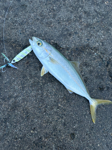 ワカシの釣果