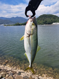 ショッコの釣果